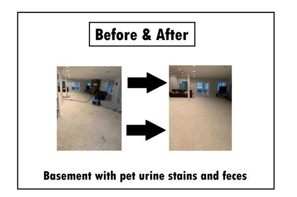 basement with pet urine and feces before and after