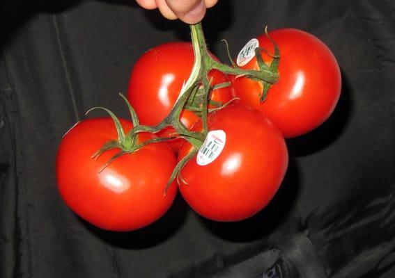 1.5 LBS of Beautiful Tomatoes - 2 Bucks!