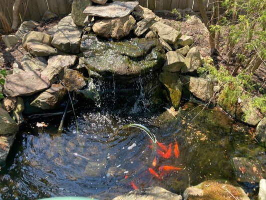 Our pond