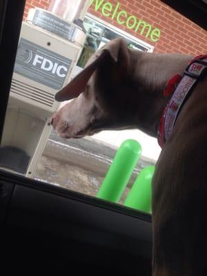 Our dog waiting patiently for his treat from the teller :)