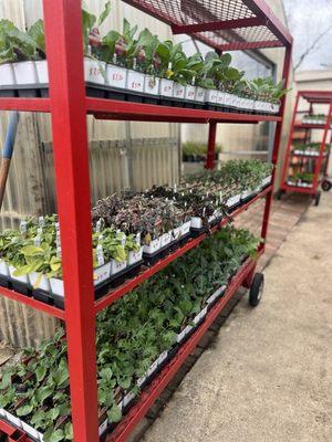 Rons organics always has a huge collection of different veggies and herbs in stock unless a order is late or they sell out