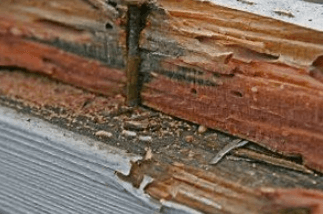 Signs of termites include finding pitted wood and small piles of sawdust! Call Hydrex Termite & Pest Control for an inspection today!