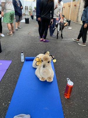 Alpaca special guest during goat yoga!!