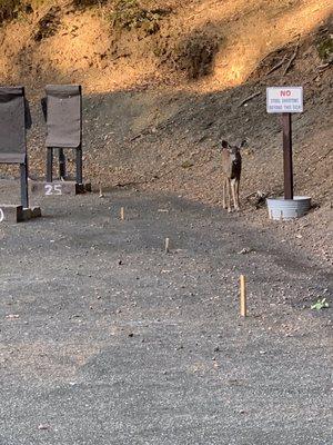 A deer on a closed shooting range. LOL.