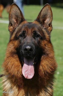 Von der Otto German Shepherd new German Import V Canon vom Heralmaborg.