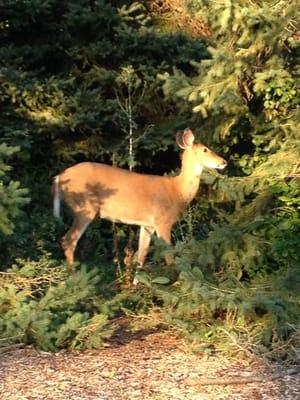 A new friend at the 18th Tee