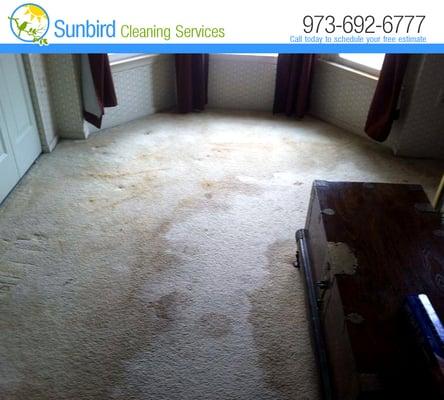 Carpet Cleaning