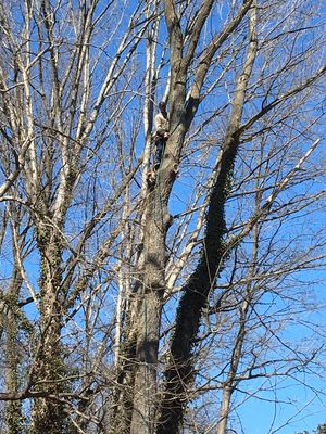 Elevating and dead wooding tree