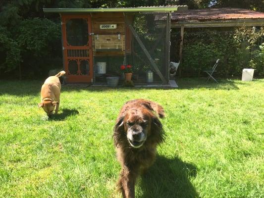 Fender and Sadie enjoying the sun