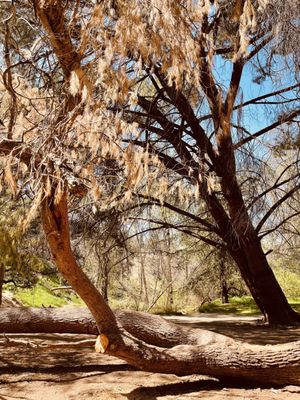 Limekiln Canyon Trail