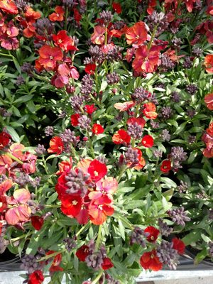 Erysimum