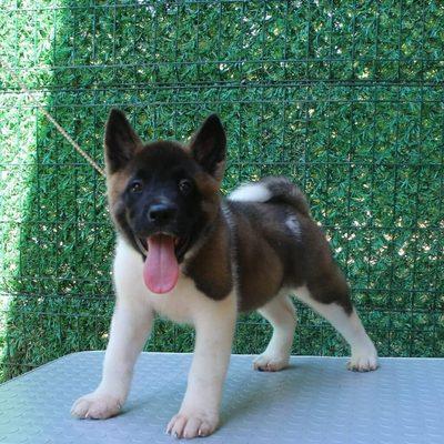 American Akita Puppy