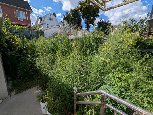 Before and after photo of the backyard jungle