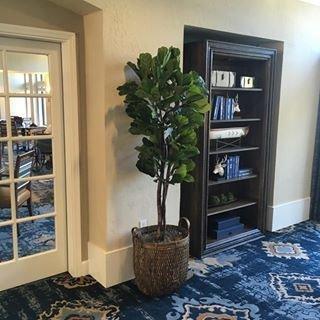 7 ft Fiddle Leaf Fig tree in a basket