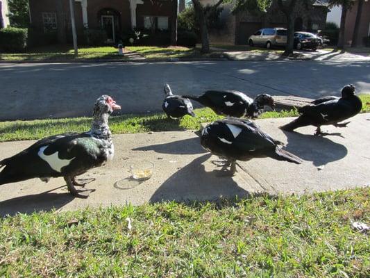 The Residents of Grants Lake