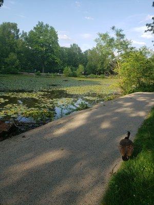 Concourse Lake Native Plant Park