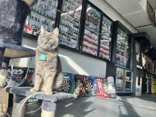 The interior of the store, complete with cat.