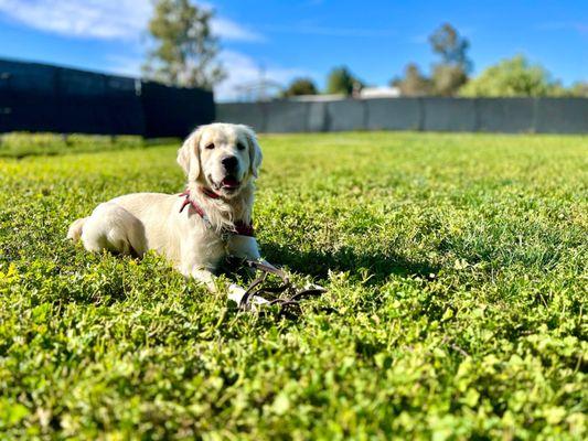 Sweet Tucker came to stay for a couple days! While he was visiting he got a refresher on his training skills.