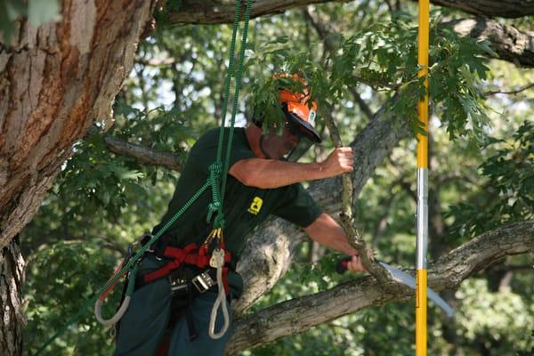 Tree pruning