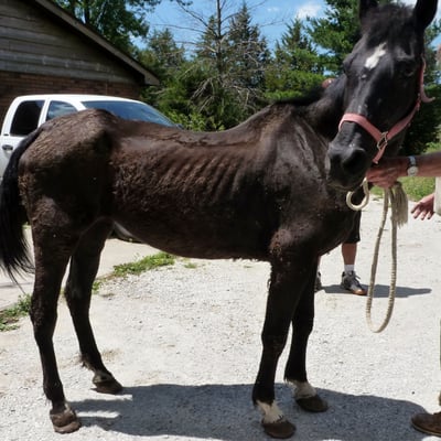 Summer of 2009, a horse was left for dead on a country road. Illinois Horse Rescue of Will County received a call about a horse