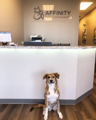 Our therapy dog, Bailey!