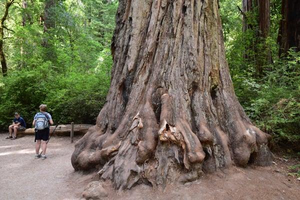 Redwood Loop Nature Trail