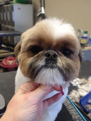 Shih tzu with a round face