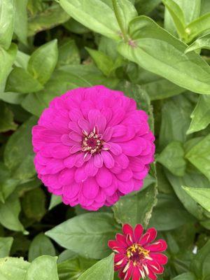 So many pretty colors of flowers in the garden.