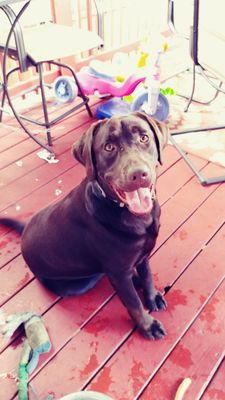 Very hyper Chocolate lab we taught to impulse control!