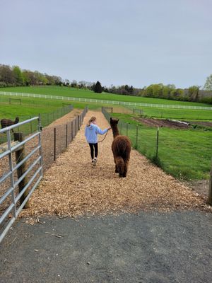 Starting halter training, great memories