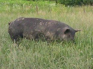 Farmer Nicks is a small family farm on the Illinois Wisconsin border.We raise pasture raised pork, chicken, eggs and turkeys.