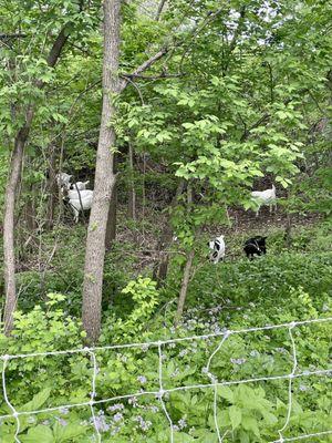 Green belt trail