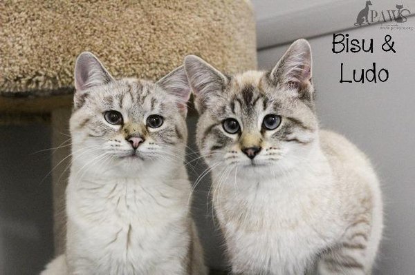 These sweet boys are currently available for adoption at our petco adoption center.