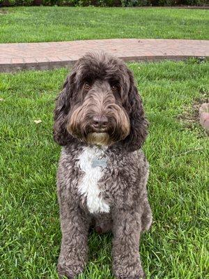 Raffi, my certified hypoallergenic therapy dog