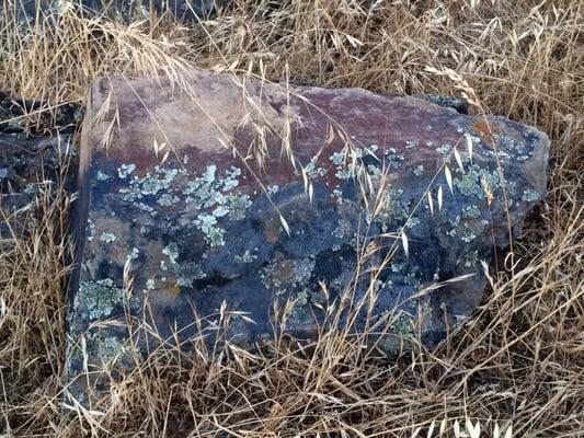 DCNP lichen - Full Moon Hike