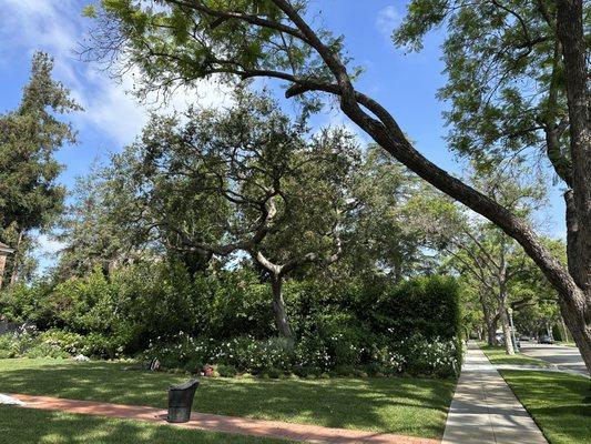 Oak tree pruning. After picture.