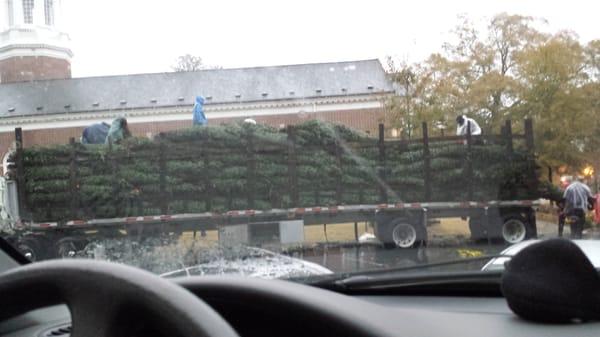 Lots of trees have arrived in Decatur.