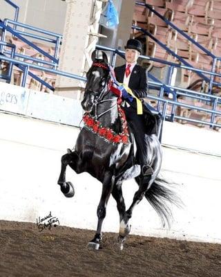 Stone Hurst Ridding Center