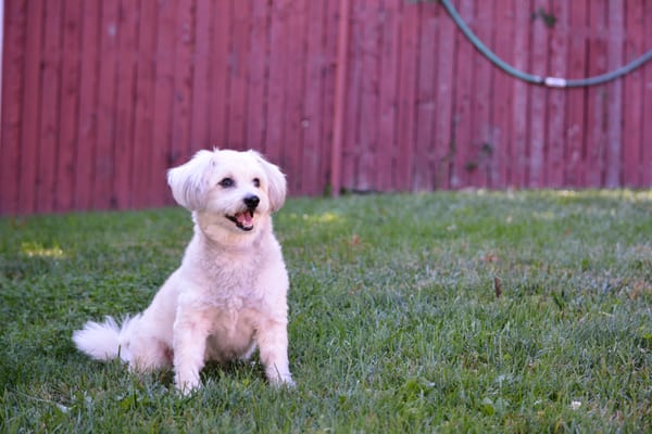 Pepper Simonetti from West Harrison, NY a client since 2009. Learned basic obedience and tricks at Bark & Learn.