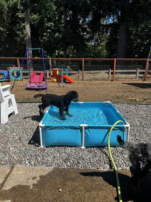 Barky Bosco’s Boarding and Daycare