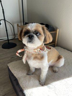 they even gave him this cute bandana!