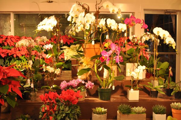 Evergreen Nurseries & Florist