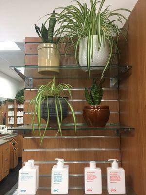 Plants and products! EVO brand is our favorite.