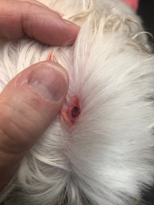 My dogs wound