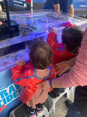 Toddler 1 class and the Traveling Tidepools