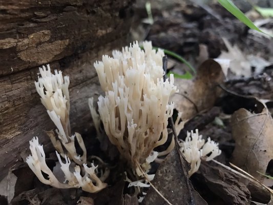 Coral fungi