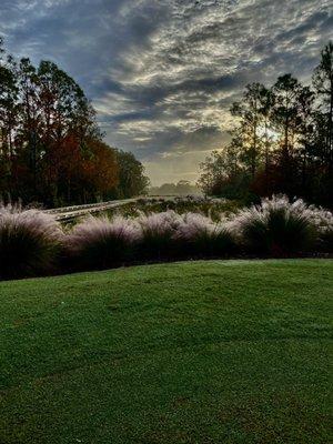 Great golfing and pristine grounds Mully grass in bloom