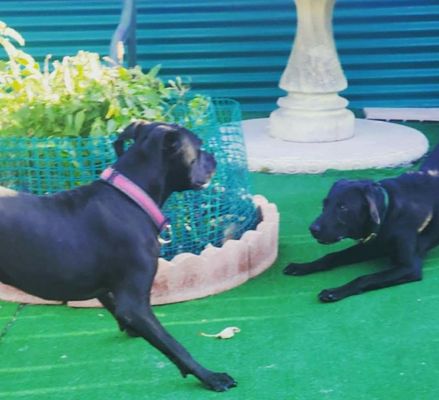 Chloe and rooster playing. Ah what a life at Frankie's paws and play