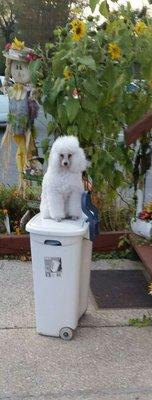 Guarding the clothes hamper.