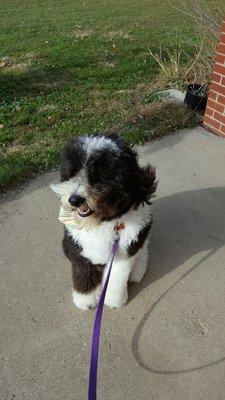 Fluffy and blowing in the wind.